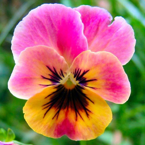 pink-peach pansie