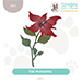 SSS Tall Poinsettia